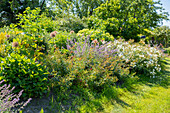 Herbaceous border