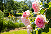 Climbing rose, pink