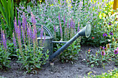 Watering can in the bed