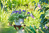 Petunias and magic bells