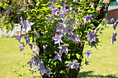 Clematis, lila