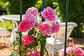 Climbing rose, pink