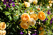 Climbing rose, yellow