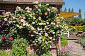 House wall with roses