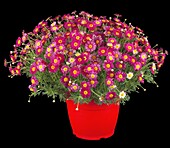 Argyranthemum frutescens, red