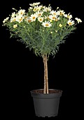 Argyranthemum frutescens, stem, yellow