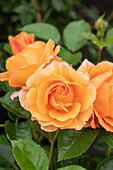 Bedding rose, orange