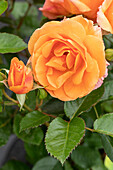 Beet rose, orange