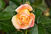 Beet rose, apricot