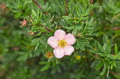 Potentilla fruticosa Pink Queen