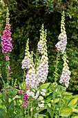 Digitalis purpurea, weiß