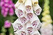 Digitalis purpurea, weiß