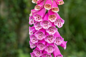 Digitalis purpurea, dark pink