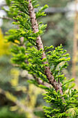 Taxodium distichum 'Peve Minaret'