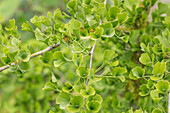 Ginkgo biloba Tubifolia