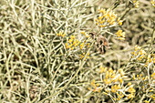 Helichrysum microphyllum