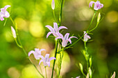 Campanula poscharskyana, pink