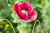 Papaver orientale