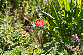 Papaver rhoeas