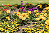 Flowerbed with Tagetes
