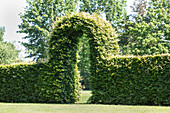 Hedge with archway