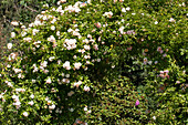 Climbing rose, white