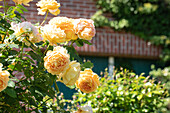 English roses, apricot