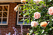 Shrub rose, salmon pink