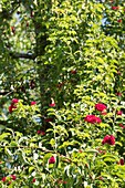 Climbing rose, red