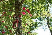 Climbing rose, red