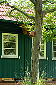 Tree in front of a garden shed