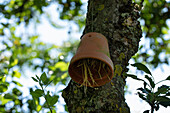 Insect shelter on a tree