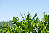 Silphium perfoliatum