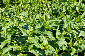 Silphium perfoliatum