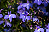 Lobelia erinus Glow Electric Blue