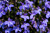 Lobelia erinus Glow Electric Blue