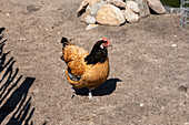 Chicken in the coop