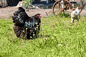 Chickens in the garden