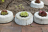 Garden decoration - Plants in concrete pot