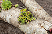 House root in the tree trunk