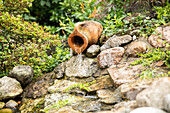 Water feature with clay jug