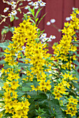 Lysimachia punctata