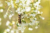 Filipendula ulmaria