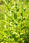 Stachys palustris