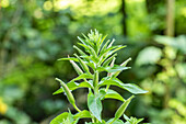 Lunaria annua