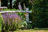 Ornamental sage in ambience