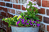 Plant bucket with magic bellflower