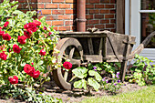Garden decoration old wheelbarrow