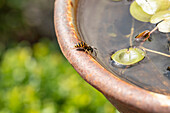 Wasp drinking