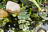 pond planting